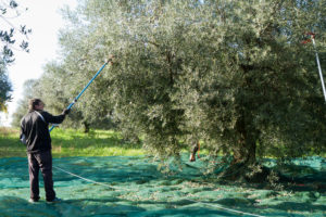 Abbacchiatori - Abbacchiatore - Ferroni